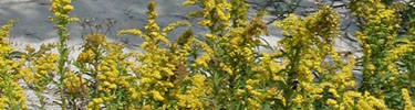 Seaside Goldenrod has tough, fleshy leaves to avoid water loss and withstand salt and sand blown by strong winds. 28 kb