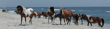 The wild horses of Assateague Island escape the mosquitoes and flies of the marsh by spending time on the beach. 29kb.