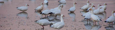 During the winter months, flocks containing hundreds of snow geese call Assateague home, 28kb. Photo by John Collins.