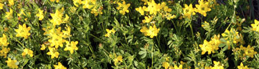 Flowers on Boston Harbor Islands