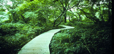 Red Maple Swamp trail, Eastham