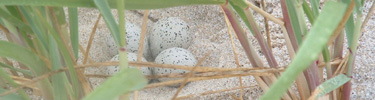 piping plover eggs