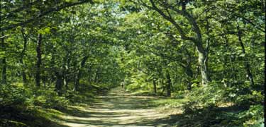 Atlatnic White Cedar Swamp trail, Welfleet