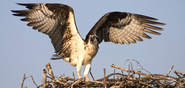 Osprey