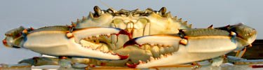 Chesapeake Bay blue crab