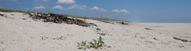 Plant on sandy beach.