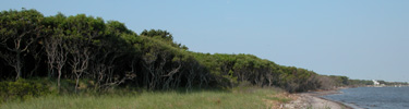 Thick green shrubs slope to calm bay shoreline.