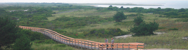 Boardwalk winds through swale behind dunes.