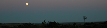 Moon rises over dunes near Fire Island Lighthouse.