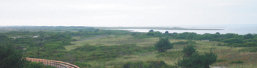 Boardwalk disappears into thick vegetation in wilderness.