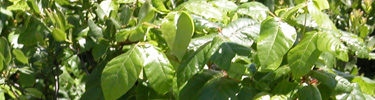 Shiny green leaflets of the poison ivy plant.