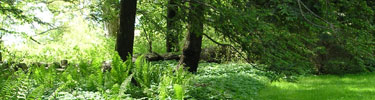 Ferns at Fairsted.