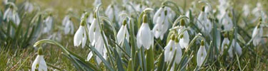 Snowdrops in bloom.