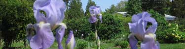Chatham Gardens