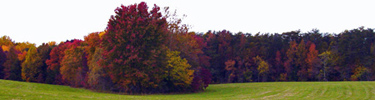 Laurel Hill