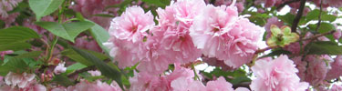 Cherry tree at Chatham Manor