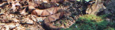 Copperhead