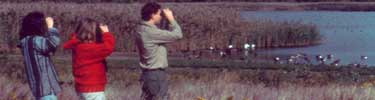 Birding at Jamaica Bay Wildlife Refuge