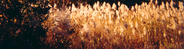 Autumn in the North 40 Natural Area at Gateway's Floyd Bennett Field in Brooklyn.