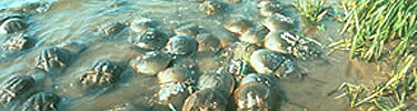 Annual Mating of Horseshoe Crabs in Jamaica Bay