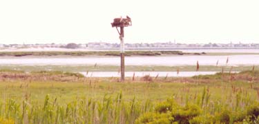 osprey nest jamaica bay wildlife refuge