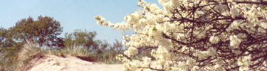 The dunes in flower in spring at Gateway.