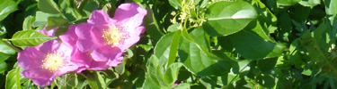 The Ragosa Rose is one of hundreds of flowering plants, trees, and even cacti at Gateway.