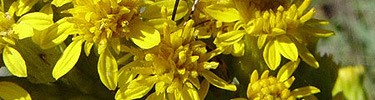 Gateway's colorful seaside flora in bloom.