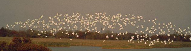 Snow geese in flight over Jamaica Bay Wildlife Refuge's West Pond