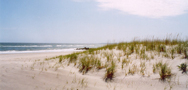 Dune vegetation at Fort Tilden beach.