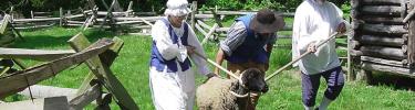 Sheep to shearing