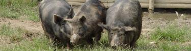 Ossabaw Island hogs at George Washington Birthplace