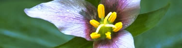 yellow flowers