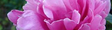 Peonies are one of many flowers at Hampton