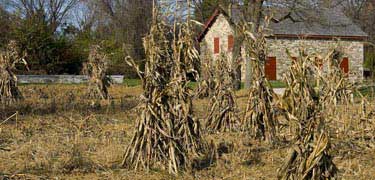 corn shocks frame the mule barn
