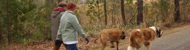 Visitors walking their dogs along the loop drive