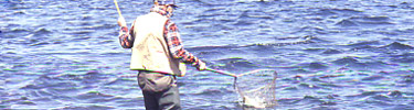 Proper shad-fishing technique