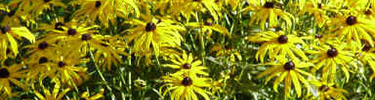 Bright yellow black-eyed-susan flowers are lit by the sun; their green leaves and stems peep through the blossoms. NPS Photo.