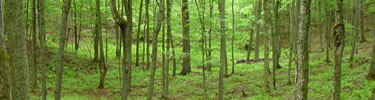A grove of vibrant green butternut trees. Photo by Christina Marts.