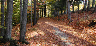 Autumn leaves, lit by the sun, carpet an uphill stretch of a carriage road. NPS Photo.