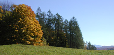 A tree in muted autumn orange stands next to tall evergreens at a meadow's edge. Vermont's rolling hills are in the distance. NPS Photo.