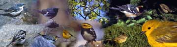 Variety of small colorful birds