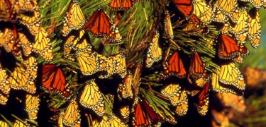The National Parks of New York Harbor provides critical habitat for many species, including monarch butterflies