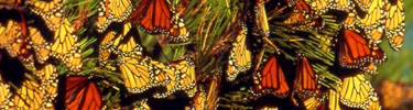The National Parks of New York Harbor provides critical habitat for many species, including monarch butterflies