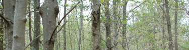 Mixed Hardwood Forest