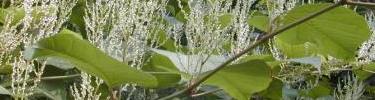 Non-native Japanese Knotweed