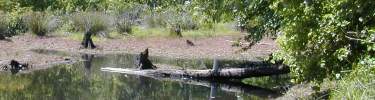 Beaver Pond at Five Forks