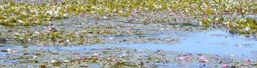 Beaver Pond off Hatcher's Run in Five Forks