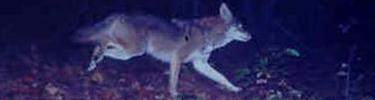 Coyote at Five Forks