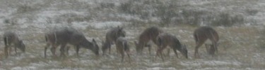 Herd of White-tailed Deer Grazing in the Snow